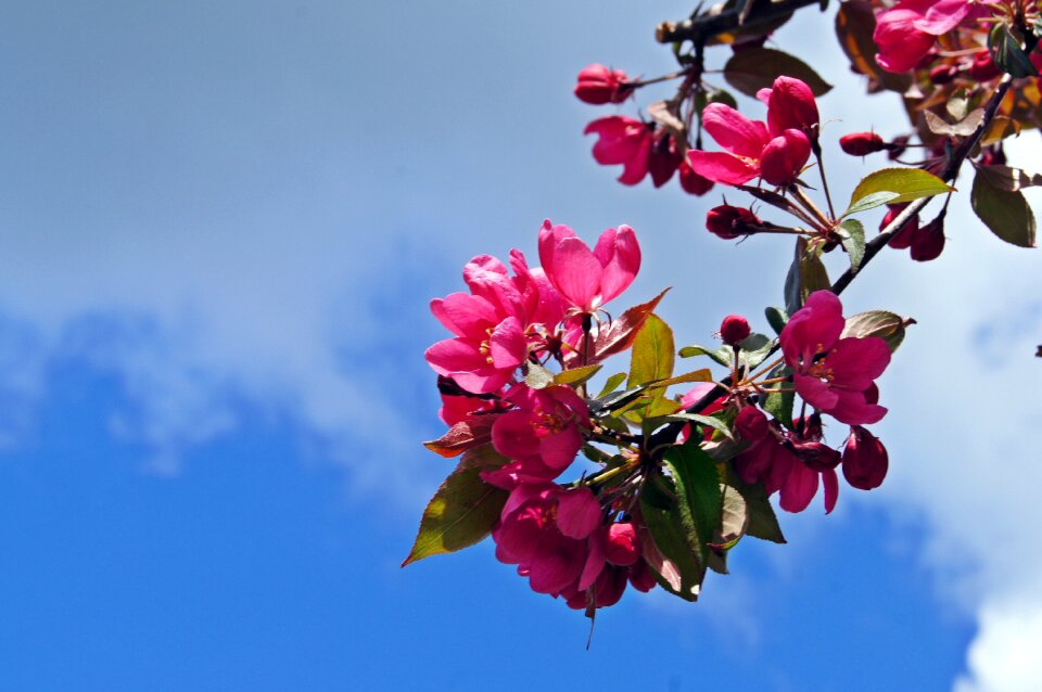 Cherry blossom pink sky