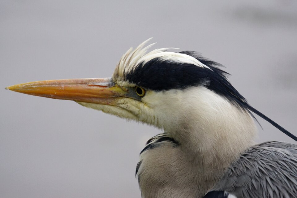Grey fish eater portrait