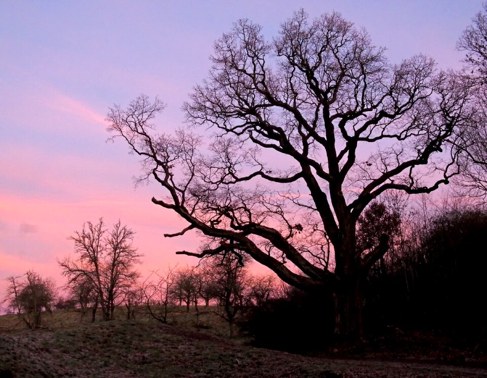 7 m circumference strong tree