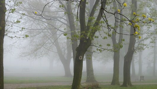 Park plants tree