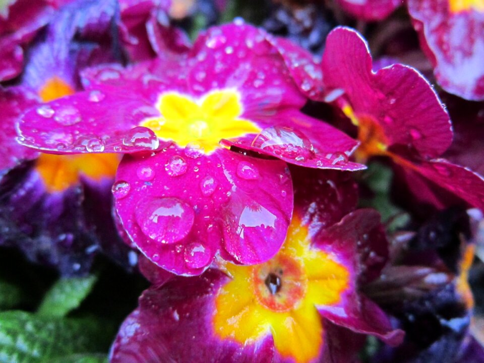 Small flowers close up