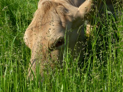 Meadow animals cow