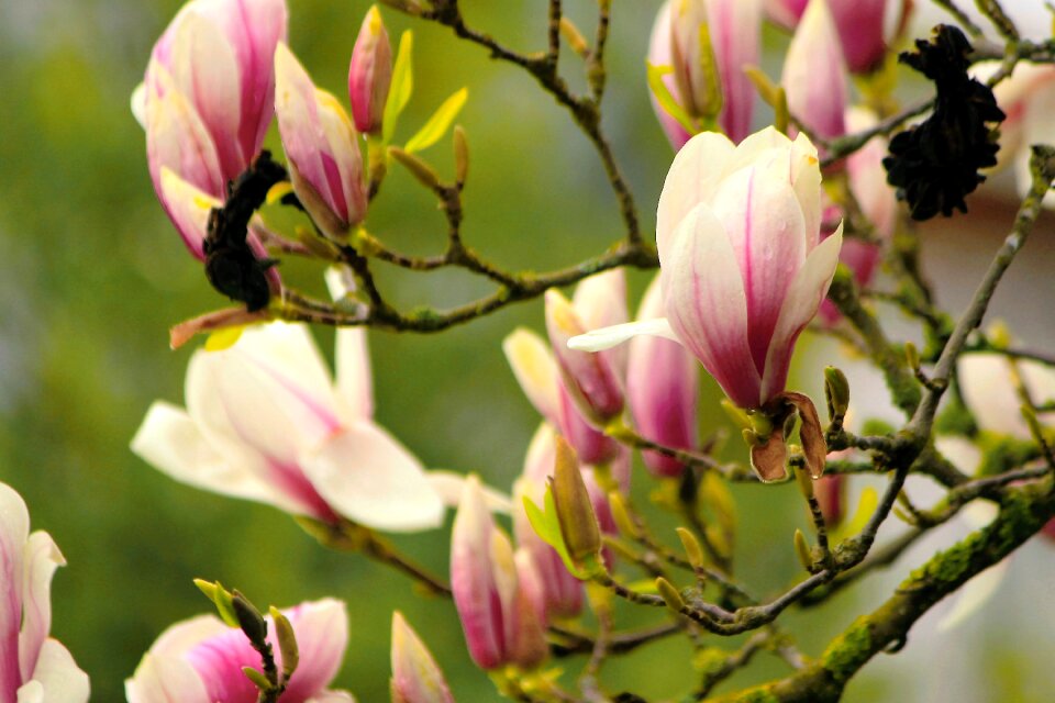 Fragrant spring color