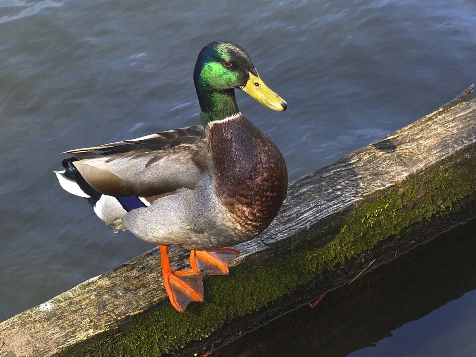 Water bird male male mallard