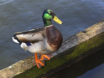 Water bird male male mallard photo