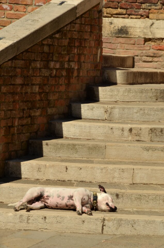 Sleep lazy animal