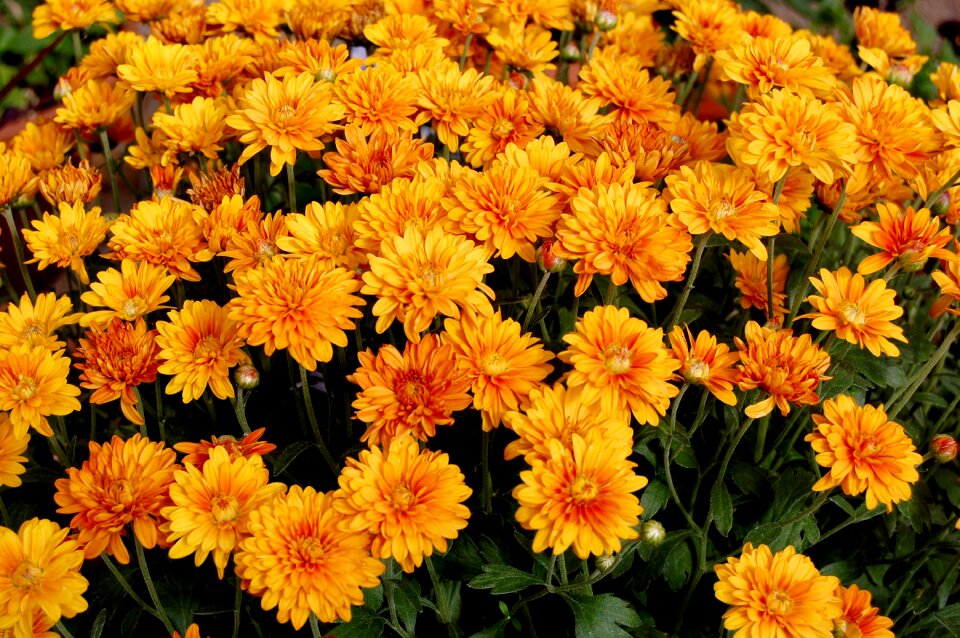 Orange garden orange gardening