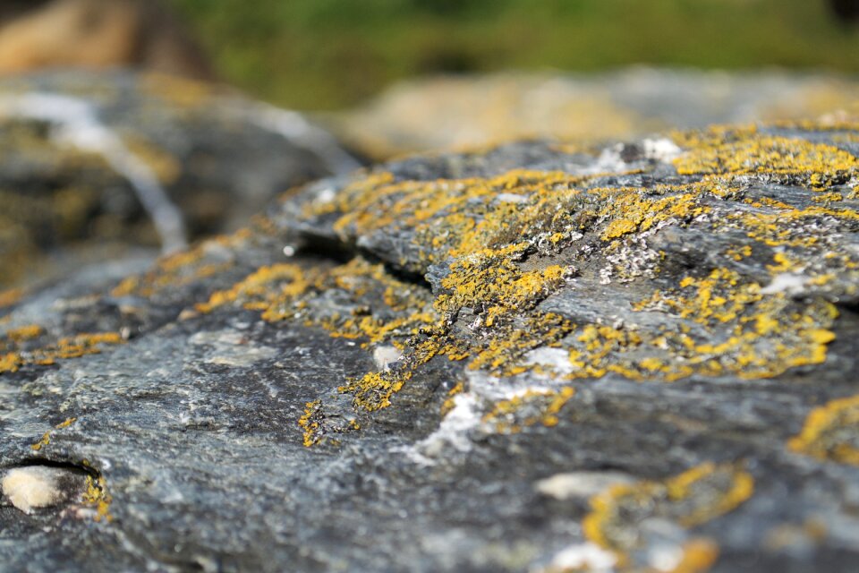 Stone surface soil