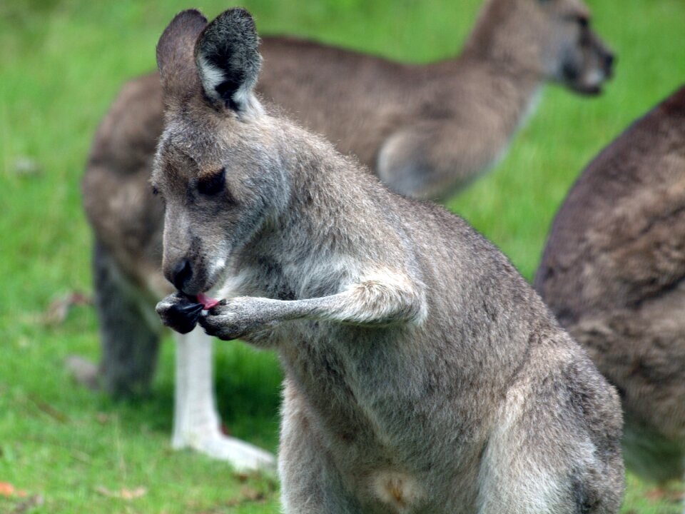 Wildlife marsupial wild