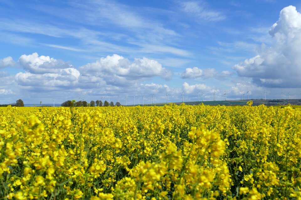 Yellow blue beautiful