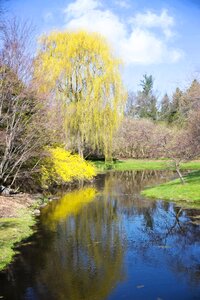 Reflection yellow foliage