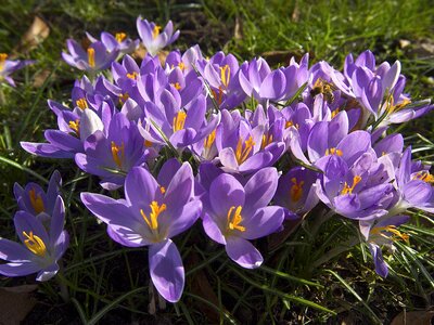 Harbinger of spring frühlingsanfang march