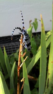 Alpine goat beetle insect