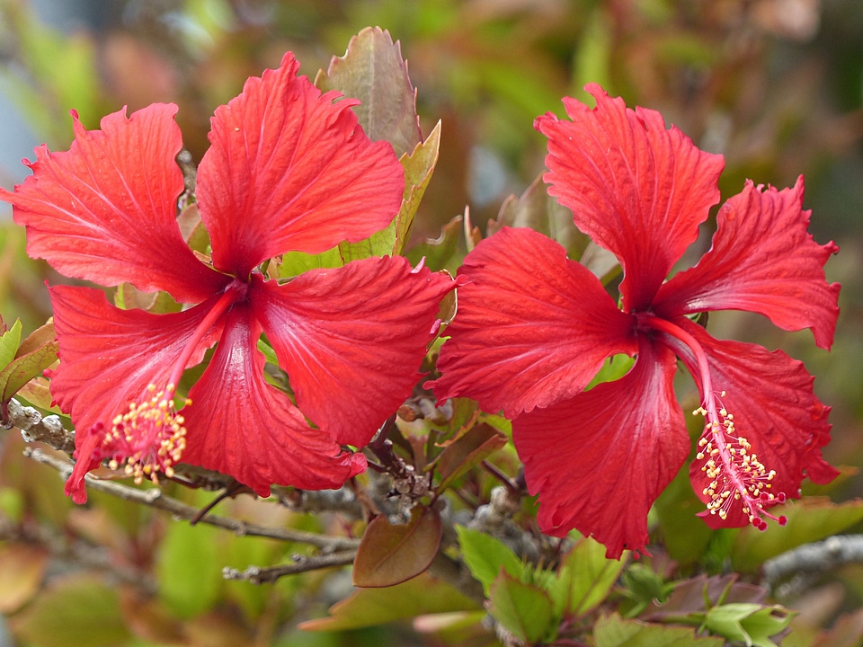 Environment floral plant
