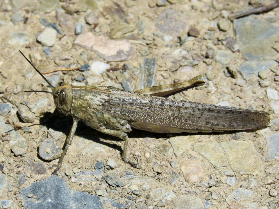 Lobster orthopteron detail