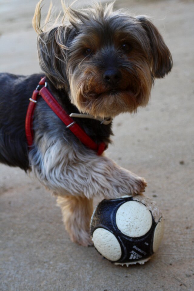 Football puppy game