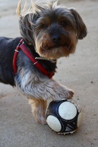 Football puppy game