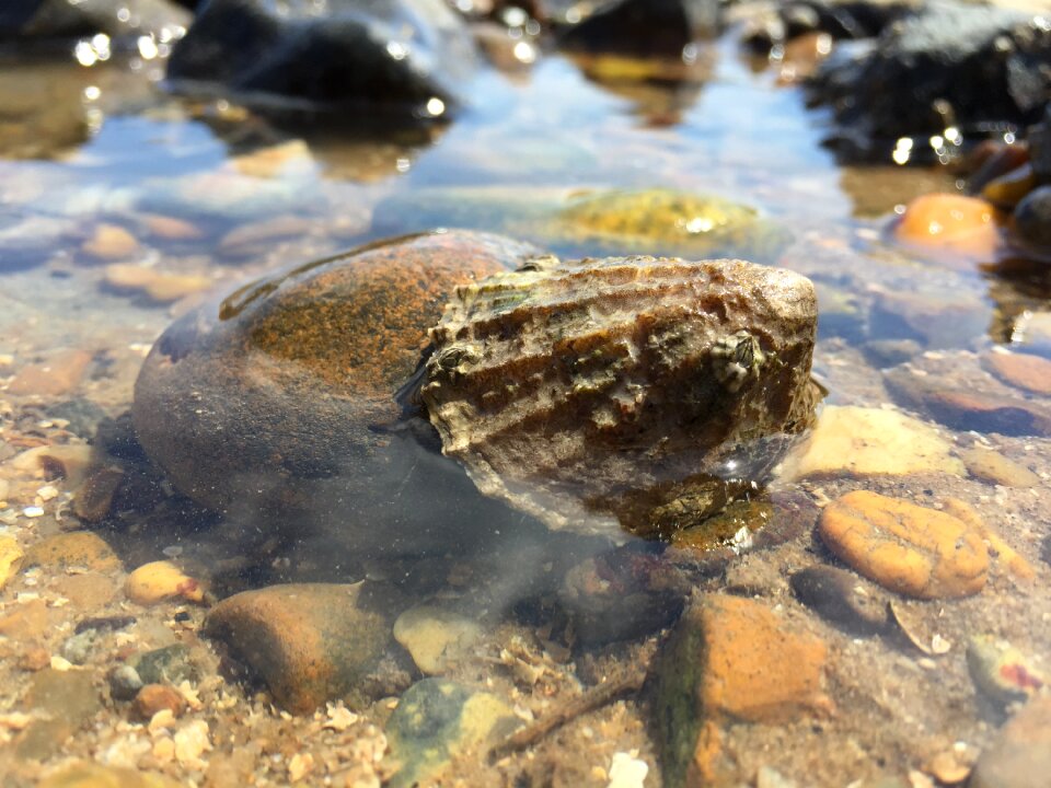Sea mollusk seaside