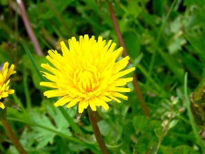 Green cheerful country