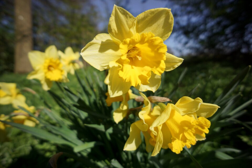 Bloom yellow spring
