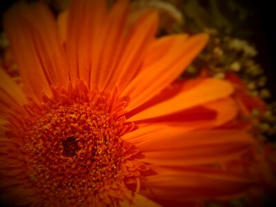 Gerbera daisy plant