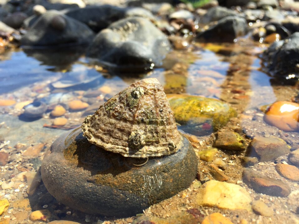 Sea mollusk seaside