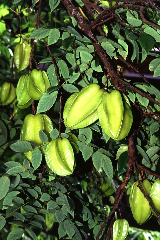 Exotic fruits green