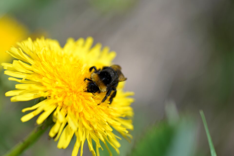 Close up spring insect