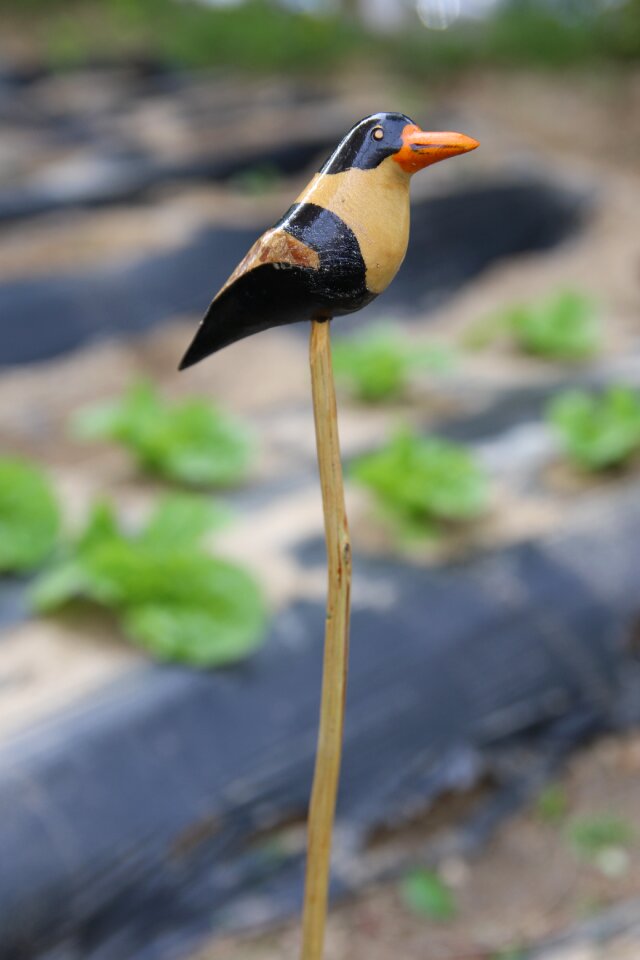 Ornament art nature