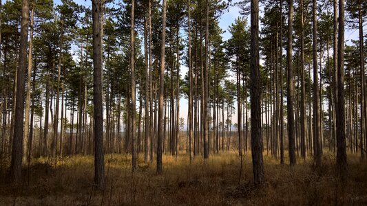 Sunny tree trunks trees