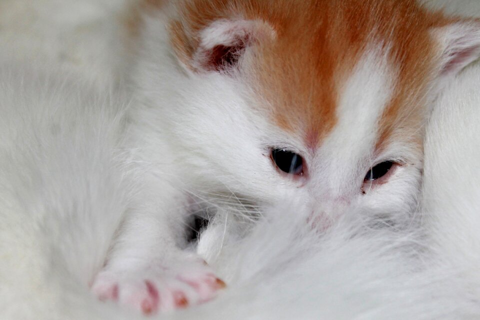 Sweet pet baby cat