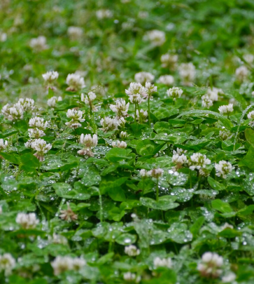 Flowers trefoil clover photo