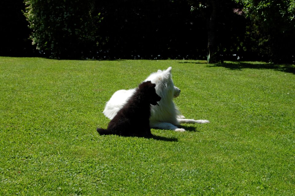 Dogs white black