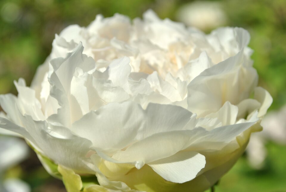 Spring wealth elegant