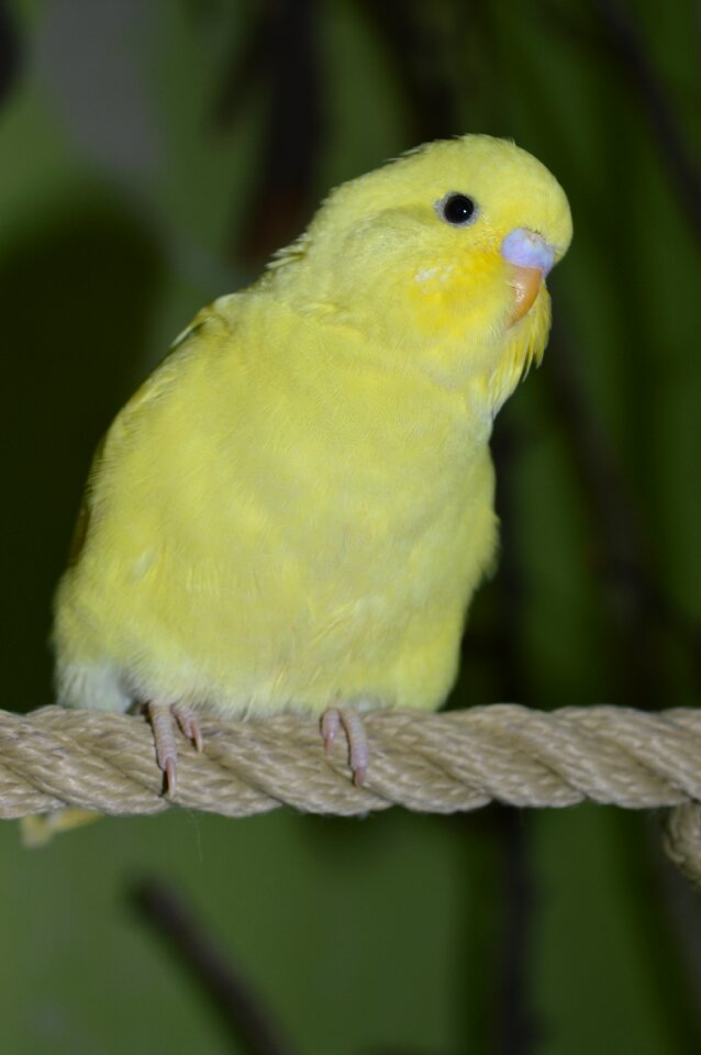 Budgie ziervogel yellow