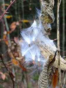 Dried pod dead