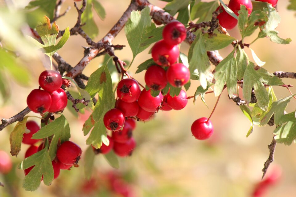 Mountain fruit red fruit wild hawthorn