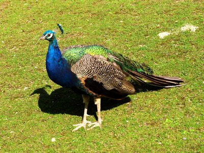 Peacock bird animal