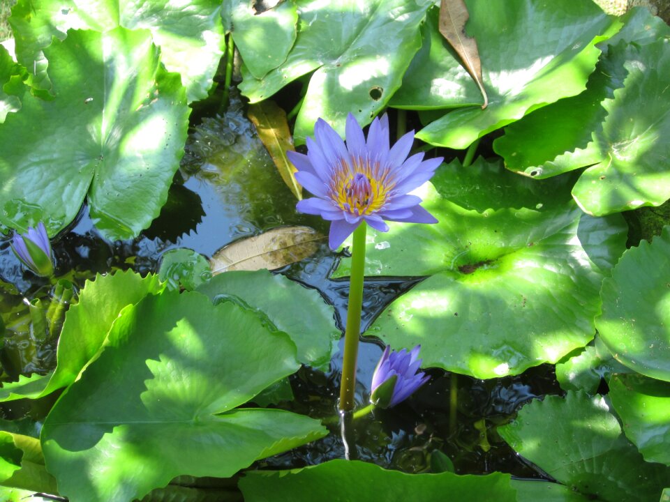 Green water water lily