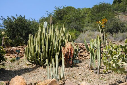 Cactus resistant flowers botany