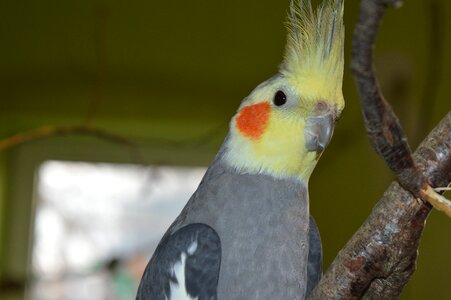 Ziervogel hood grey