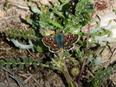 Butterfly merlet grizzled