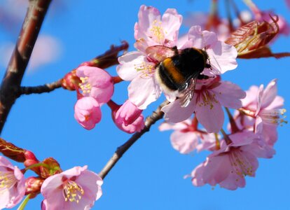 Bumblebee cherry blossom blossom