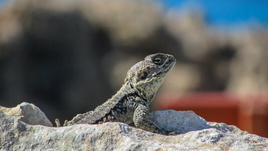Reptile fauna animal
