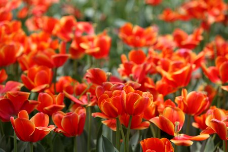 Red tulip flowers
