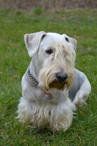 Bohemian terrier czech terrier purebred dog