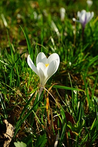 Bloom white flower