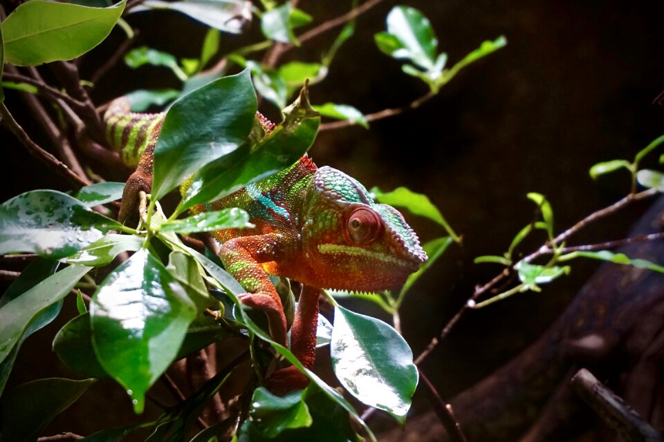 Reptile colorful color