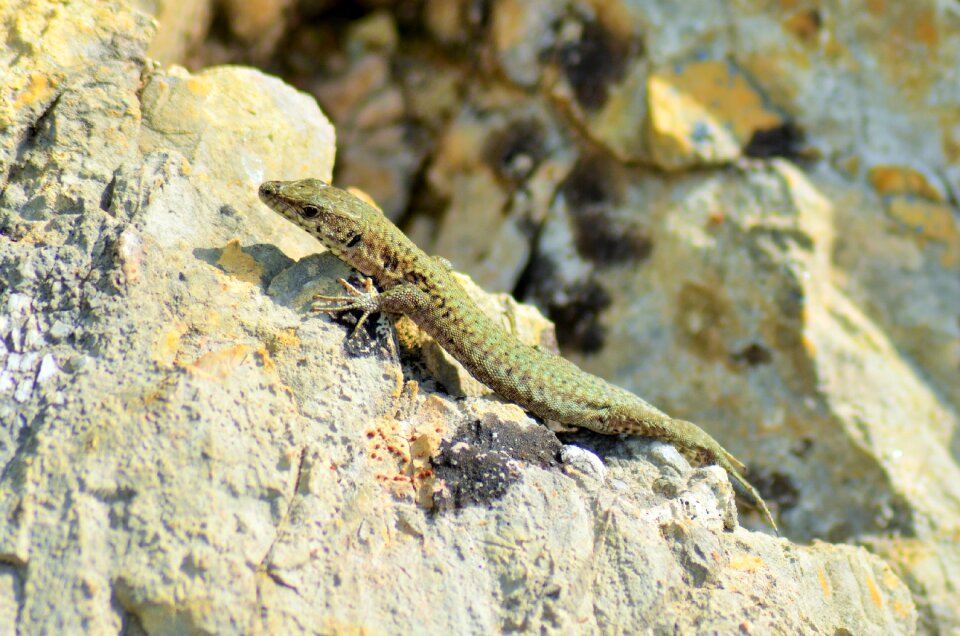 Animal nature fauna