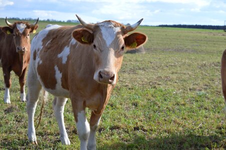 Simmental cattle horns pasture photo